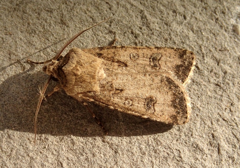 Noctuidae da confermare.